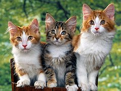 Three's a Crowd
